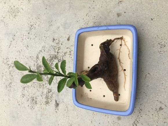 种金豆下山桩 不知道这样生根了没 图片