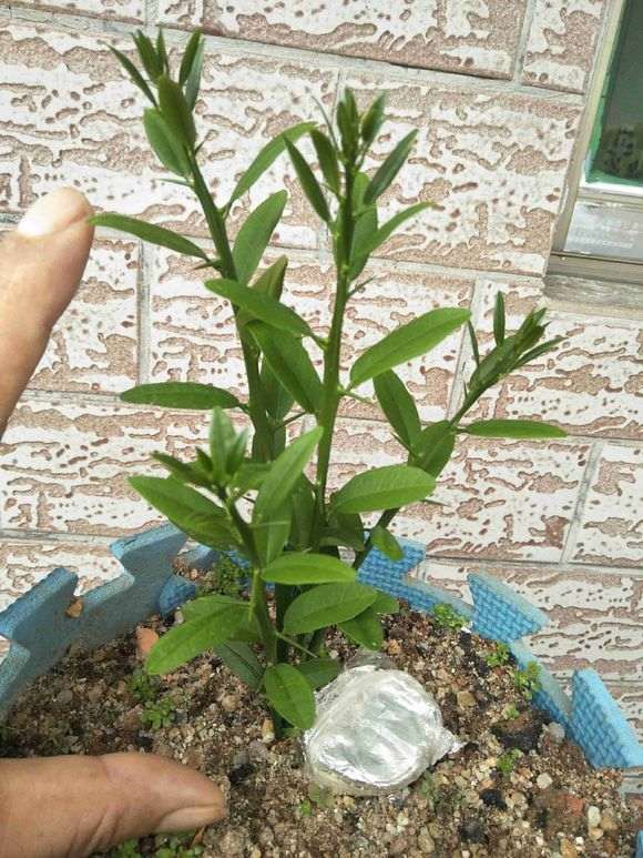 种金豆下山桩 不知道这样生根了没 图片