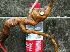 种金豆下山桩 不知道这样生根了没 图片