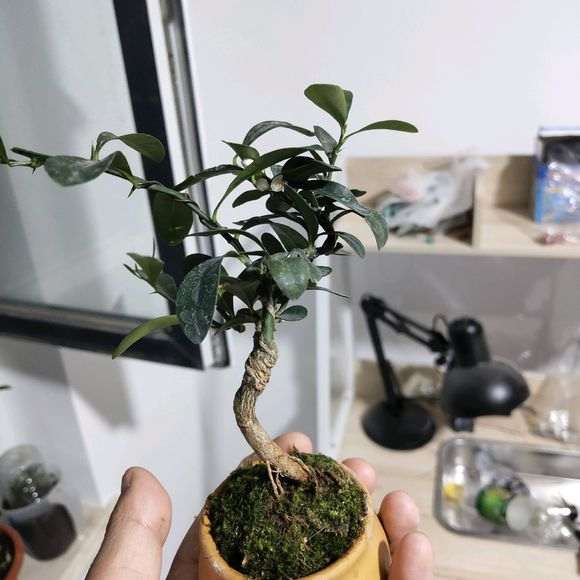金豆下山桩开花 怎么授粉才能结果 图片