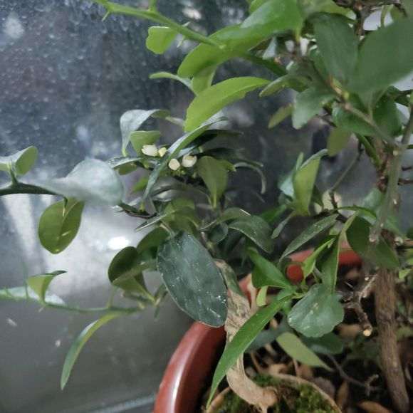 金豆下山桩开花 怎么授粉才能结果 图片