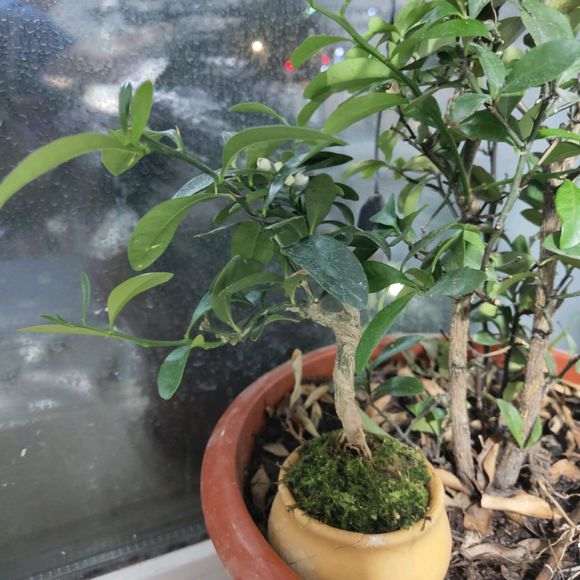 金豆下山桩开花 怎么授粉才能结果 图片