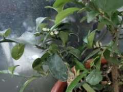 金豆下山桩开花 怎么授粉才能结果 图片