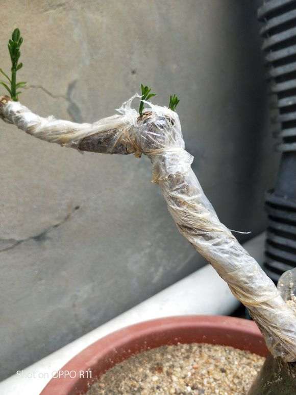 倒栽金豆下山桩终于发芽了 怎么样 图片