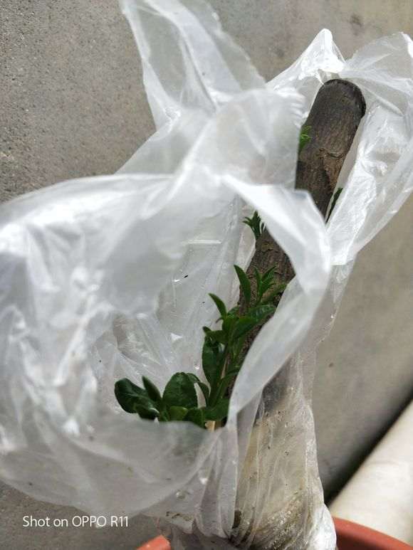 倒栽金豆下山桩终于发芽了 怎么样 图片