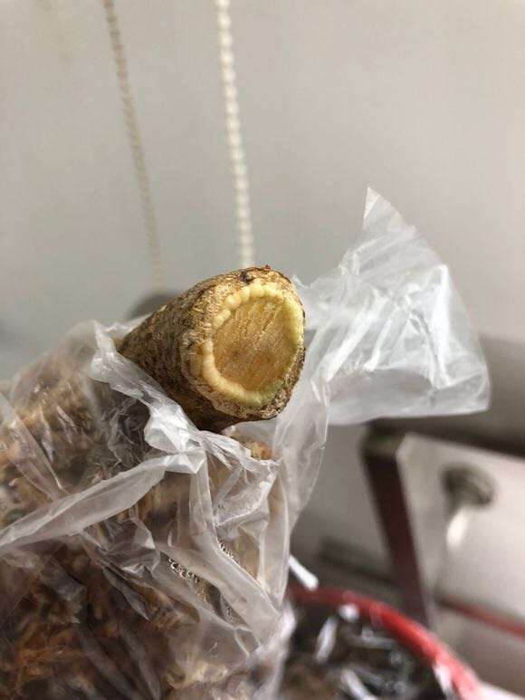 一棵金豆下山桩成长记录 怎么样 图片