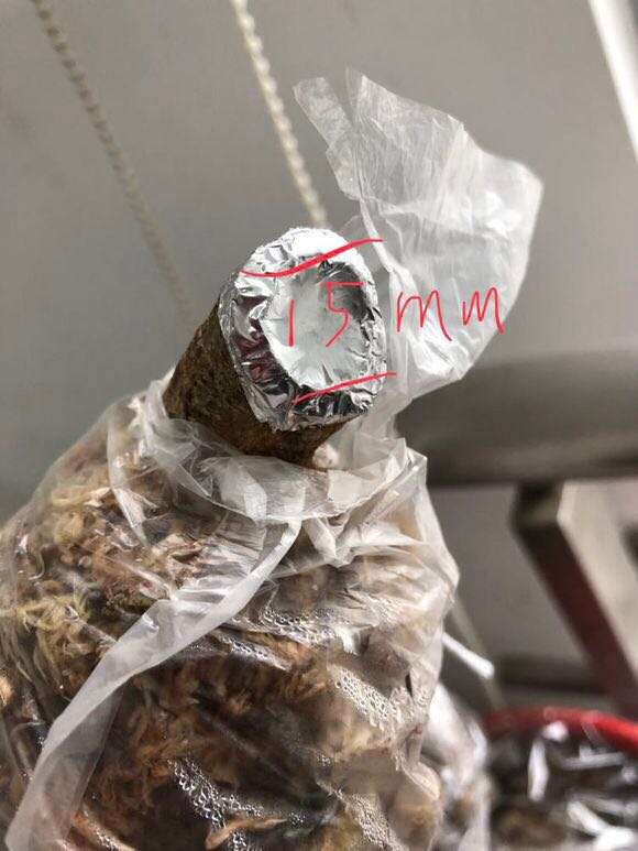一棵金豆下山桩成长记录 怎么样 图片