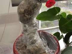 一棵金豆下山桩成长记录 可以吗 图片