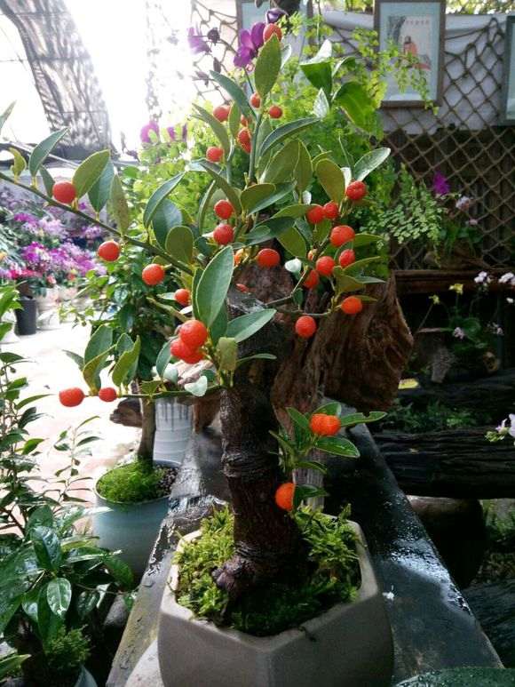 为什么零下5度金豆下山桩 都没有问题 图片