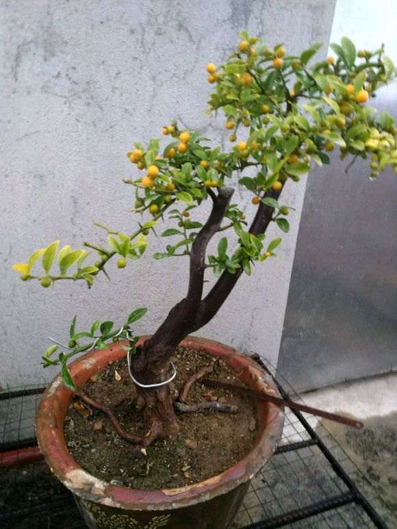 为什么零下5度金豆下山桩 都没有问题 图片