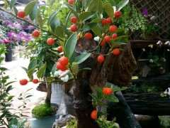 为什么零下5度金豆下山桩 都没有问题 图片