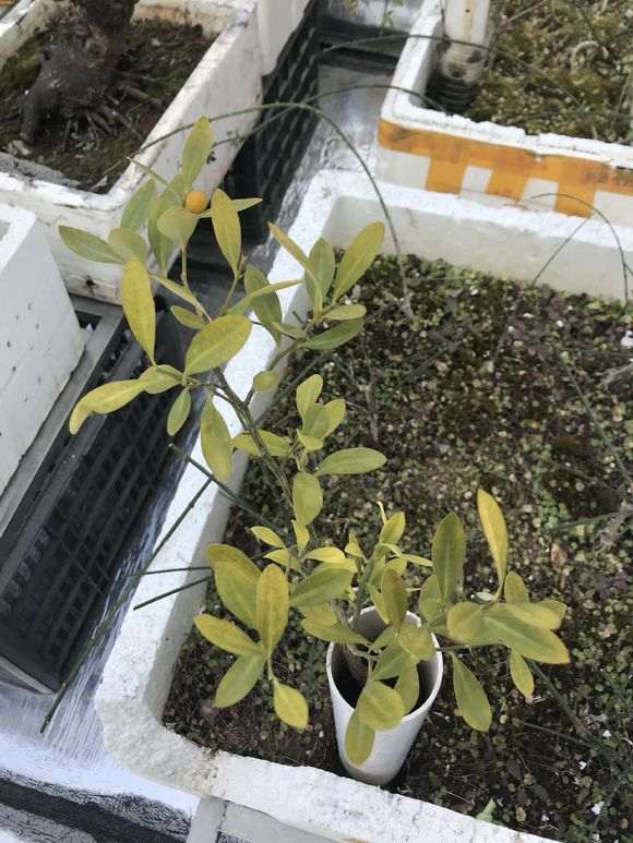 金豆下山桩叶子发黄怎么回事啊 图片