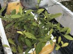 金豆下山桩叶子发黄怎么回事啊 图片