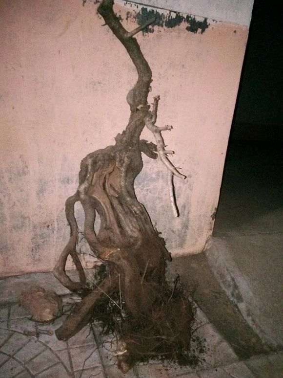 金豆下山桩没小根怎么成活的方法 图片