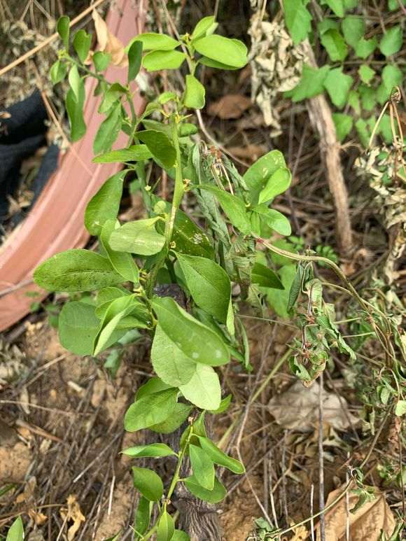 金豆下山桩下山桩要死了 浇水还有用吗 图片