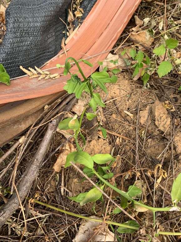 金豆下山桩下山桩要死了 浇水还有用吗 图片