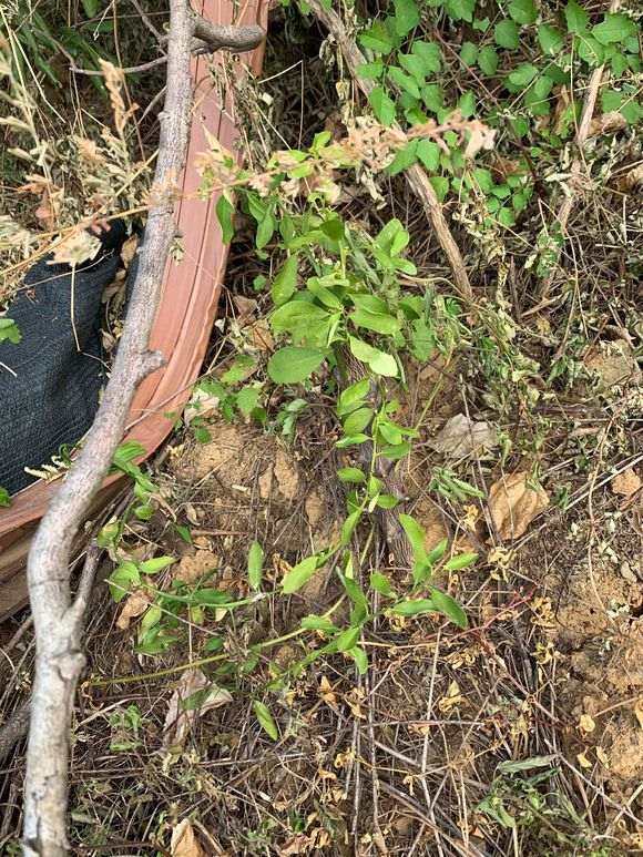 金豆下山桩下山桩要死了 浇水还有用吗 图片