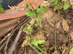 金豆下山桩要死了 浇水还有用吗 图片