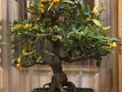 日本金豆下山桩与国内 有什么区别 图片