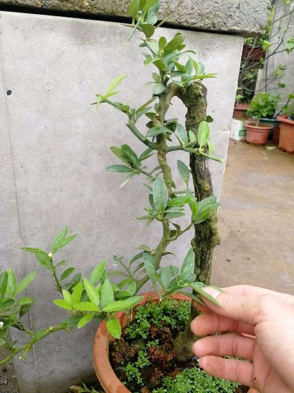 为什么广东龙桔与金豆下山桩样子 差不多