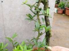 为什么广东龙桔与金豆下山桩样子 差不多