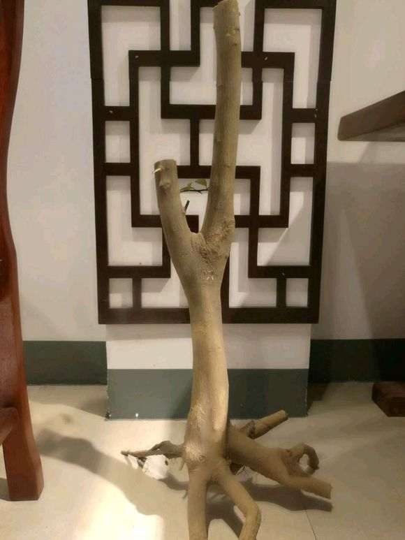 有没有北方的朋友养金豆下山桩 图片