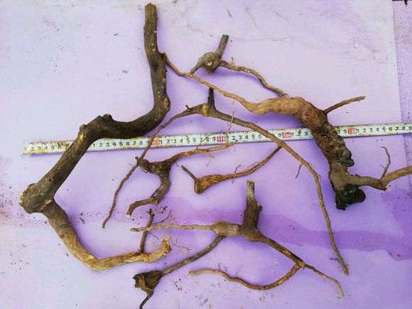 有没有北方的朋友养金豆下山桩 图片