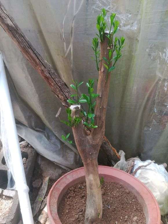 有没有北方的朋友养金豆下山桩 图片