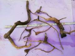 有没有北方的朋友养金豆下山桩 图片