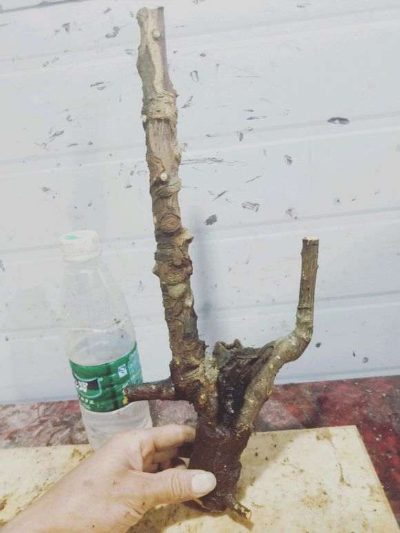 金豆下山桩烂根了 怎么办 图片