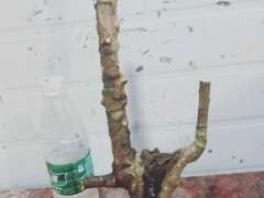 金豆下山桩烂根了 怎么办 图片