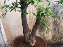 五月份 金豆下山桩移栽可行吗 图片