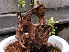 去年10月种的1棵金豆下山桩 可以吗