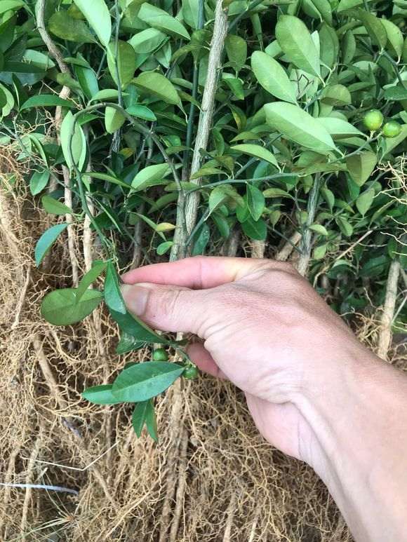 种了3年7个月的金豆下山桩 长得好慢