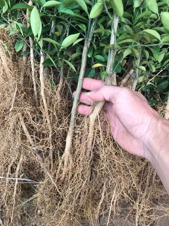 种了3年7个月的金豆下山桩 长得好慢