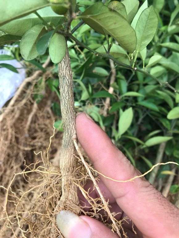 种了3年7个月的金豆下山桩 长得好慢