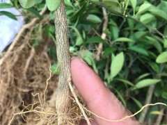 种了3年7个月的金豆下山桩 长得好慢