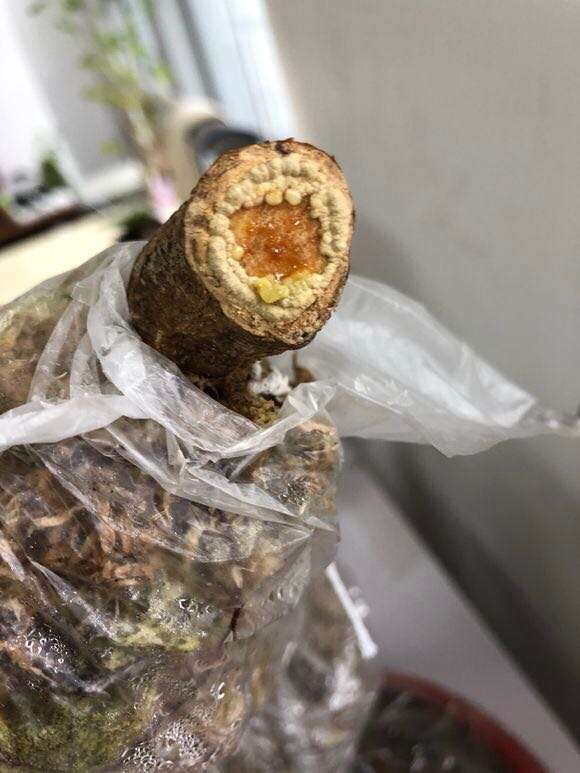 金豆下山桩在8月份换盆可以吗 图片