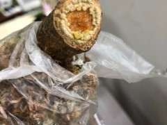 金豆下山桩在8月份换盆可以吗 图片