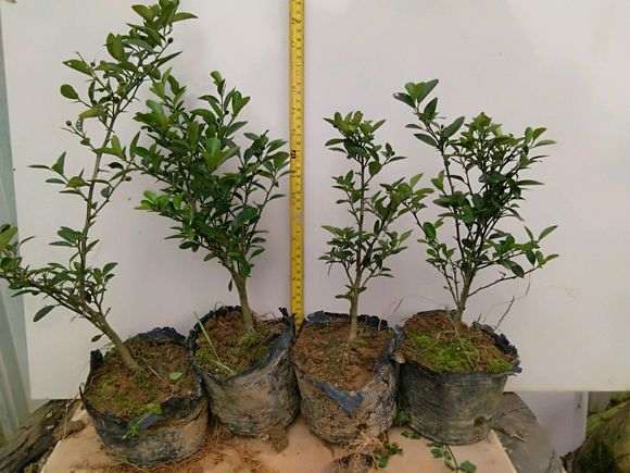 广东金豆下山桩三年 终于挂果了 图片