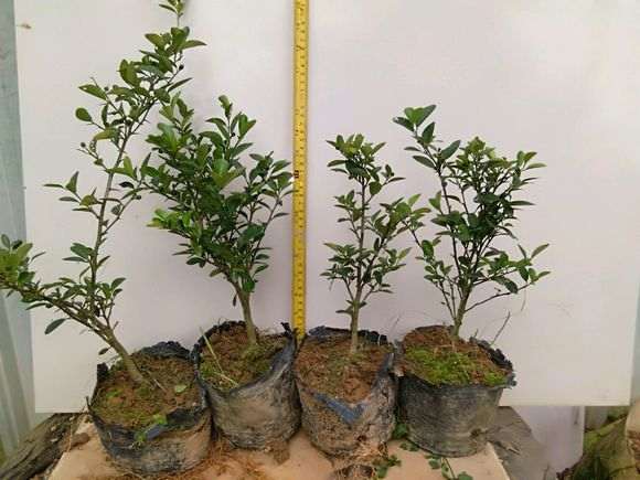 广东金豆下山桩三年 终于挂果了 图片