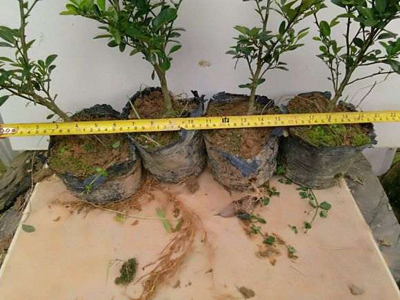 广东金豆下山桩三年 终于挂果了 图片
