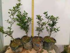 广东金豆下山桩三年 终于挂果了 图片