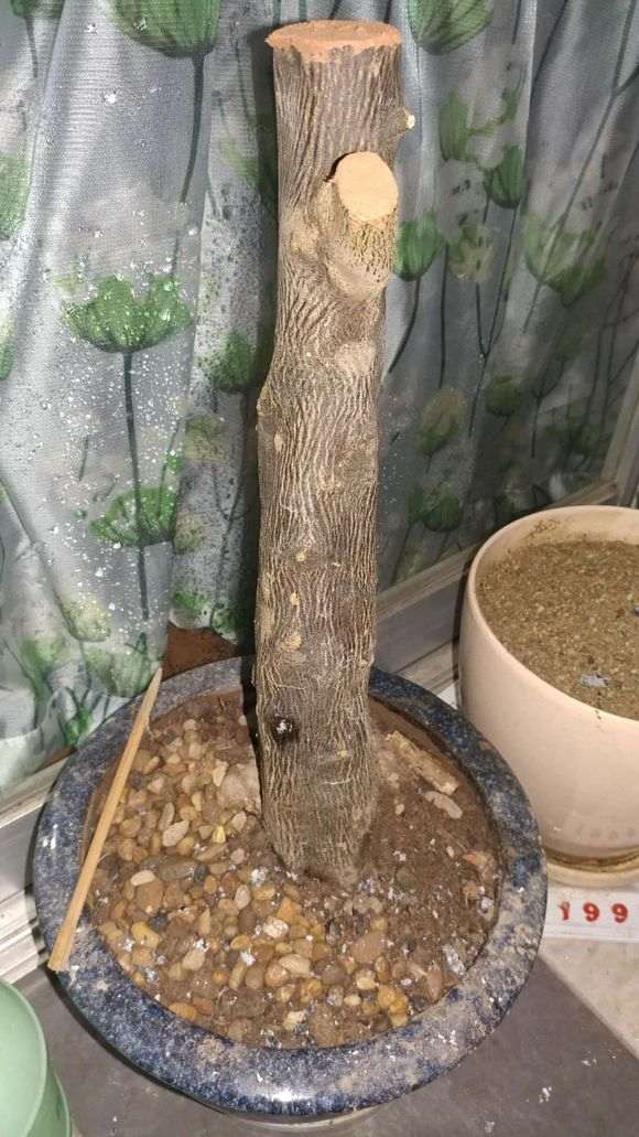 金豆下山桩怎么用河沙栽培的方法 图片