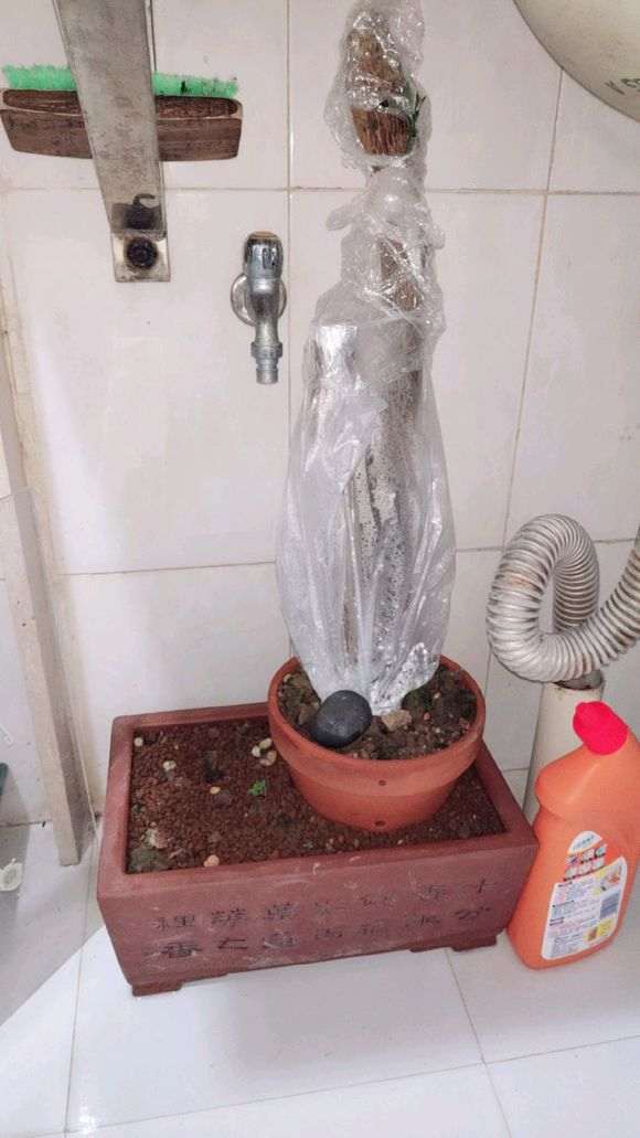 金豆下山桩怎么用河沙栽培的方法 图片