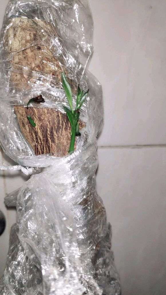 金豆下山桩怎么用河沙栽培的方法 图片