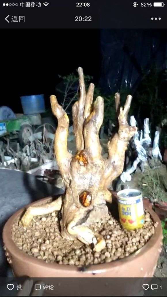 金豆下山桩都是刺真不好弄 怎么办 图片