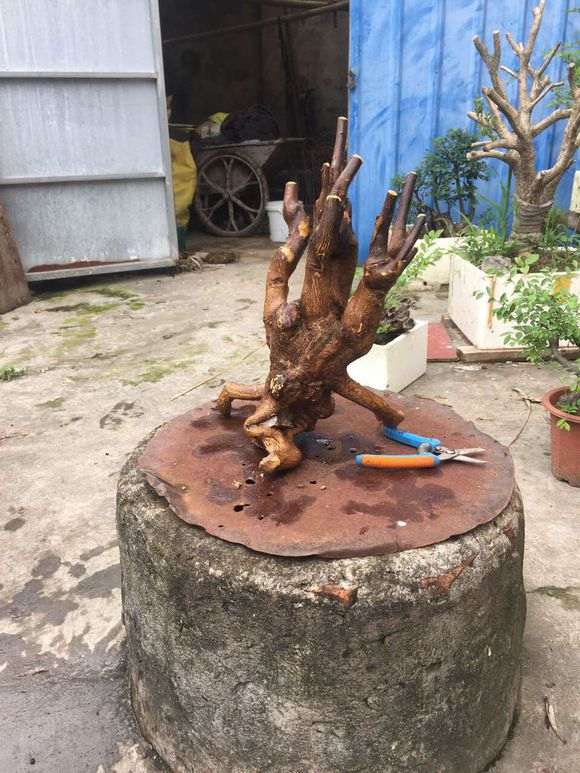 金豆下山桩都是刺真不好弄 怎么办 图片