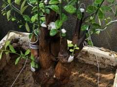 金豆下山桩都是刺真不好弄 怎么办 图片