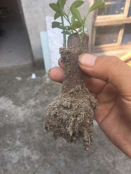 金豆下山桩用什么牌子的生根粉 最好 图片